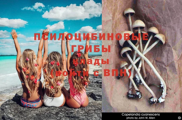 прущие грибы Абдулино